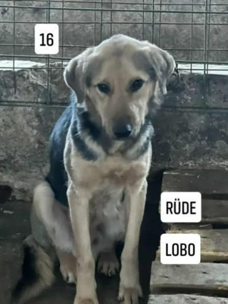 LOBO auf PS in 65597 Hünfelden