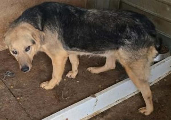 LOBO auf PS in 65597 Hünfelden