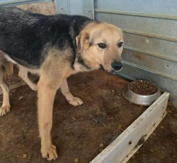 LOBO auf PS in 65597 Hünfelden