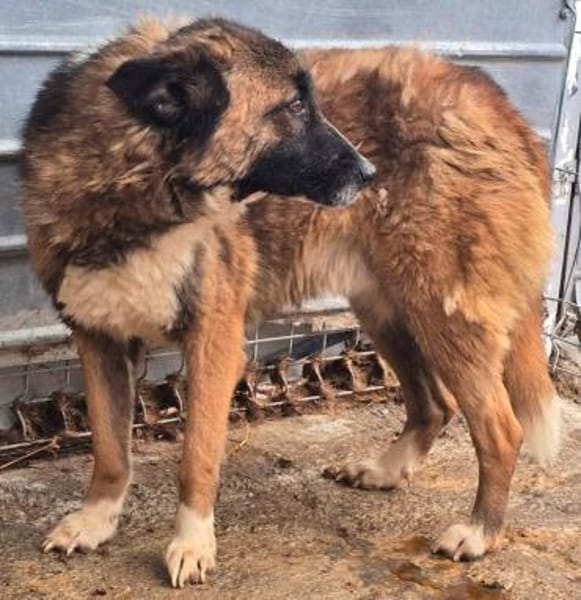 JANKO jetzt auf PS in 65597 Hünfelden