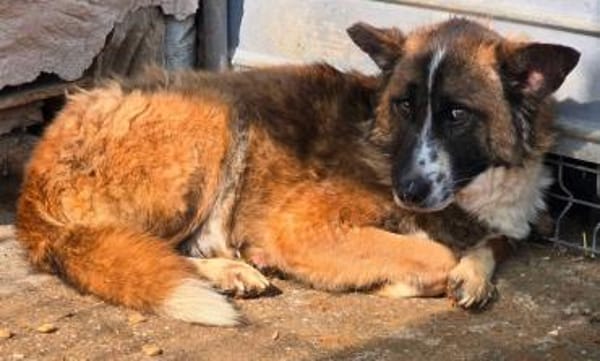 JANKO jetzt auf PS in 65597 Hünfelden