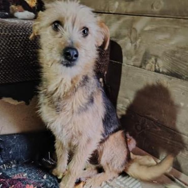 Electra💕wartet in 76187 Karlsruhe