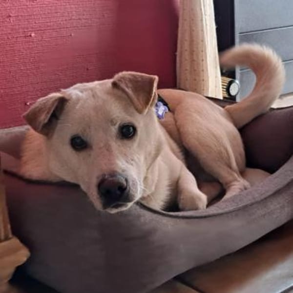 Cody ♥ wartet in 79108 Freiburg