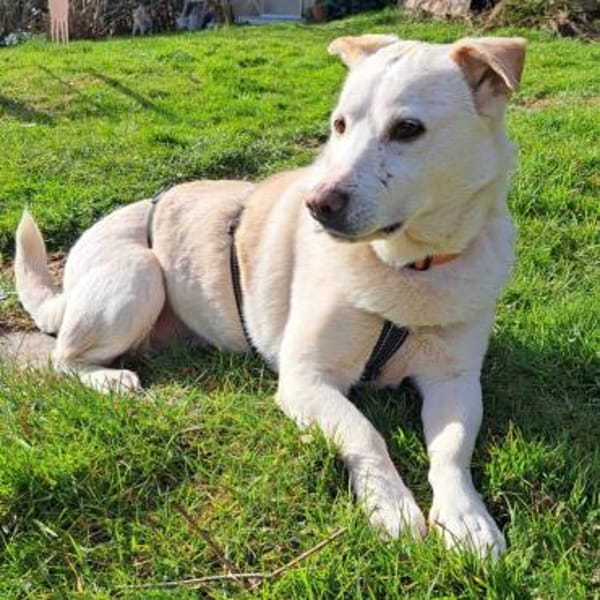 Cody ♥ wartet in 79108 Freiburg