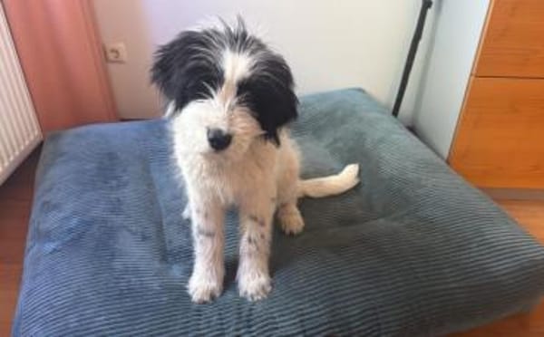 Ein kleines Herz Namens Rangy sucht