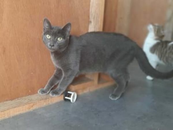 Marjolaine, soziale Kuschelkatze, 1 J.