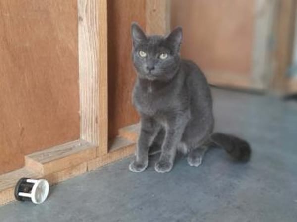 Marjolaine, soziale Kuschelkatze, 1 J.