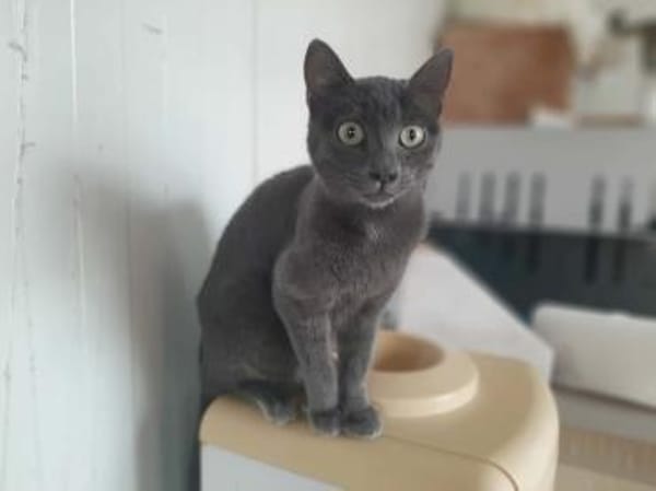 Marjolaine, soziale Kuschelkatze, 1 J.