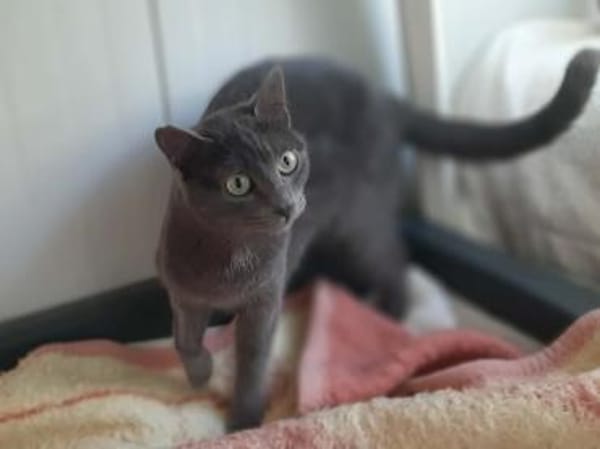 Marjolaine, soziale Kuschelkatze, 1 J.