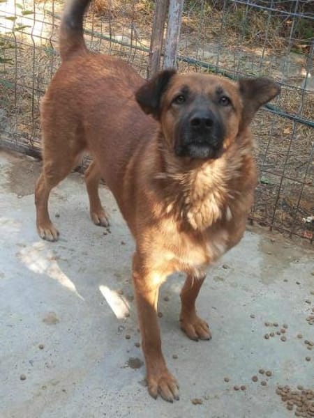 MUCK jetzt auf PS in 50170 Kerpen