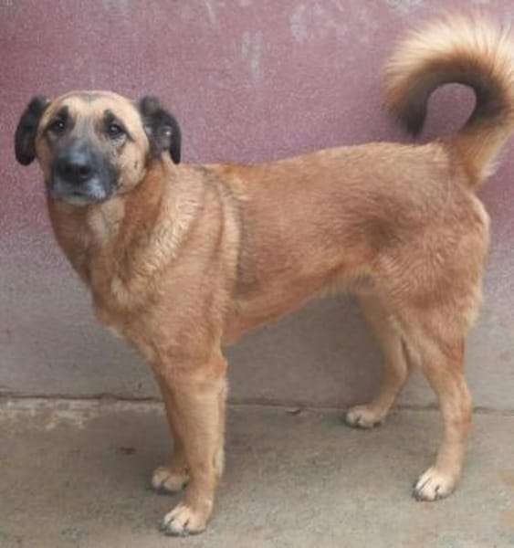 MUCK jetzt auf PS in 50170 Kerpen