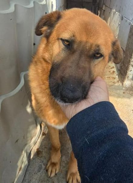 MUCK jetzt auf PS in 50170 Kerpen