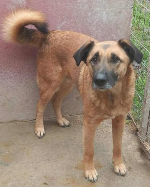 MUCK jetzt auf PS in 50170 Kerpen