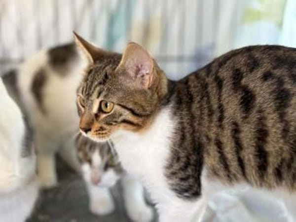 Nanny, verspieltes Herzenspfötchen, 9M