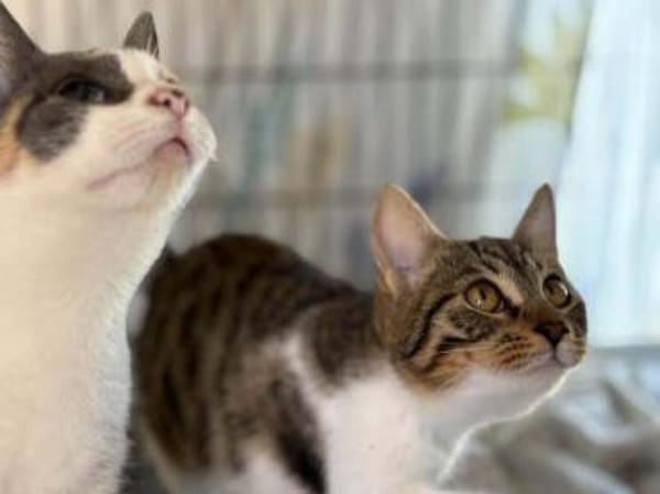 Nanny, verspieltes Herzenspfötchen, 9M