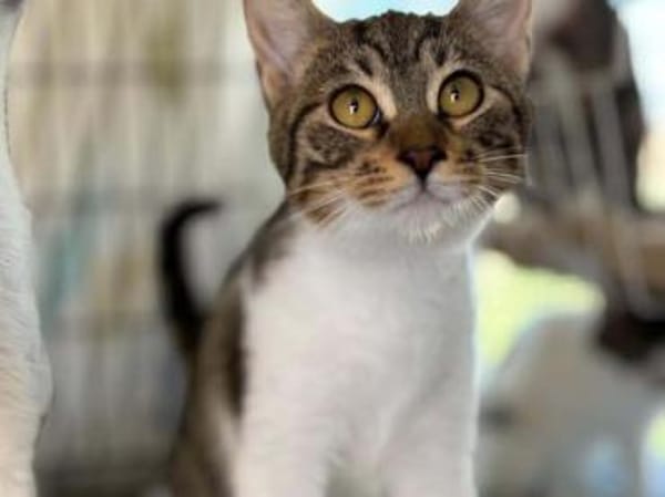 Nanny, verspieltes Herzenspfötchen, 9M