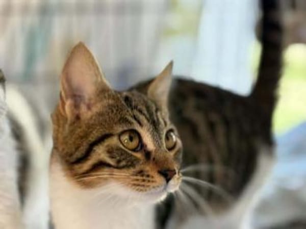 Nanny, verspieltes Herzenspfötchen, 9M