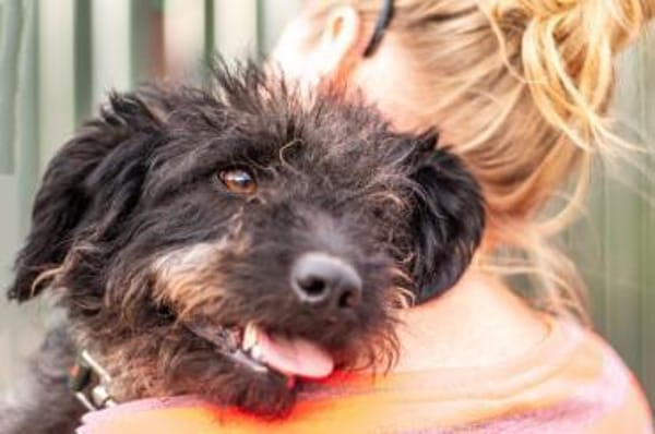 Kormos, freundlicher Pulimixrüde, ca. 5