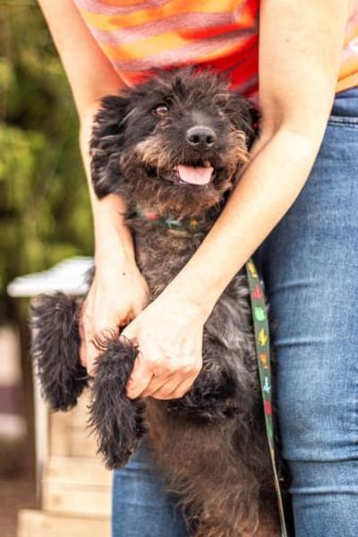 Kormos, freundlicher Pulimixrüde, ca. 5