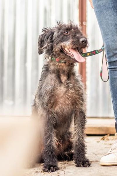 Kormos, freundlicher Pulimixrüde, ca. 5