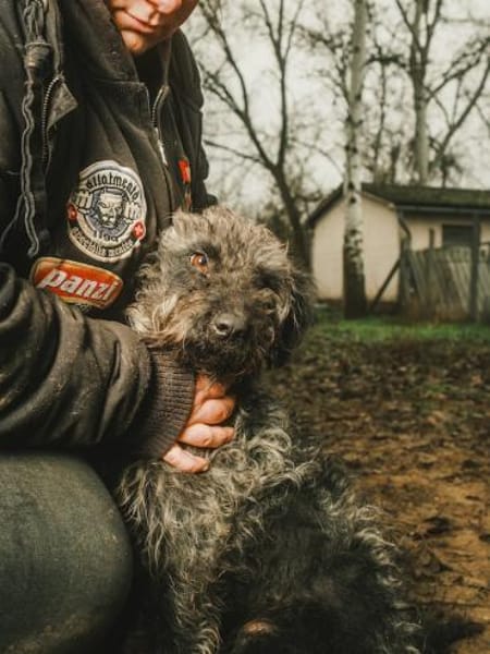 Kormos, freundlicher Pulimixrüde, ca. 5