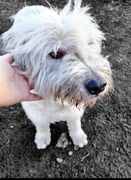 SMILLA jetzt auf PS in 25557 Bornholt