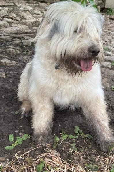 SMILLA jetzt auf PS in 25557 Bornholt