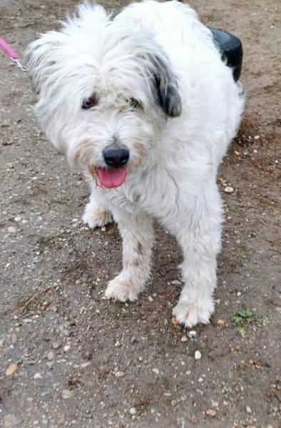 SMILLA jetzt auf PS in 25557 Bornholt