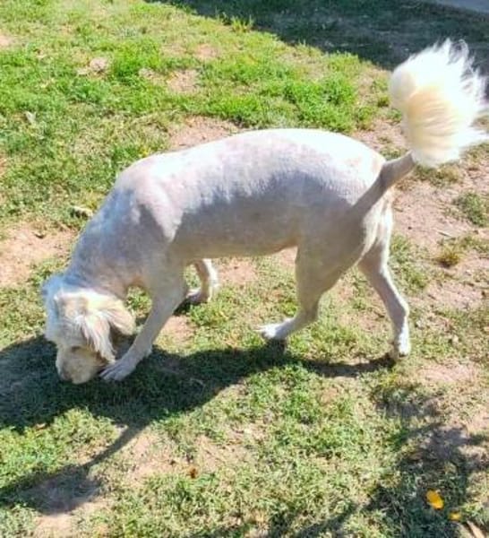 SMILLA jetzt auf PS in 25557 Bornholt