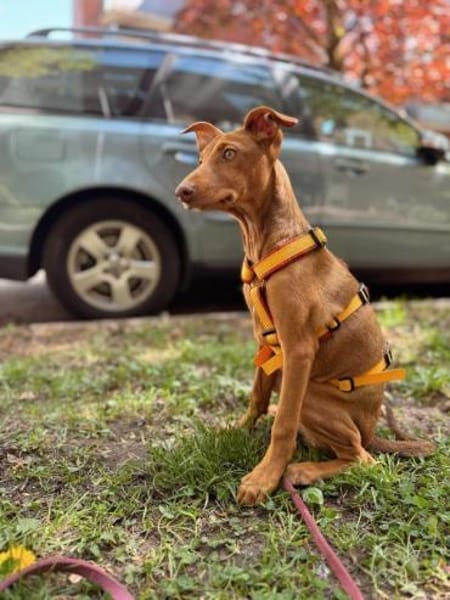 Pumpkin sucht ihr Zuhause für Immer