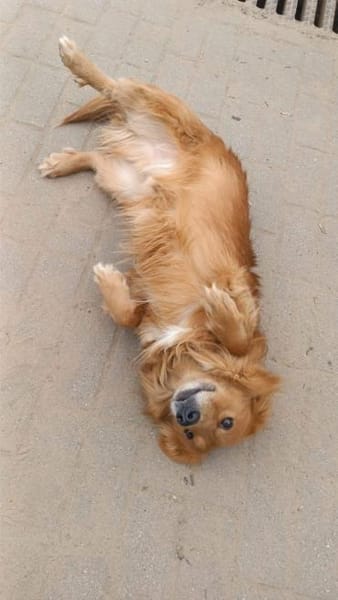 Red, tapferes Kämperherz, ca. 3 Jahre