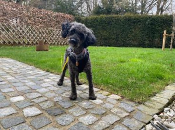 Rozi, freundliche Begleiterin, ca. 5 J.