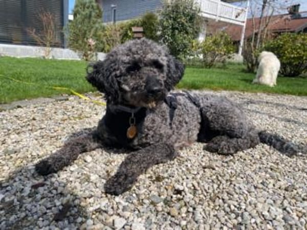 Rozi, freundliche Begleiterin, ca. 5 J.