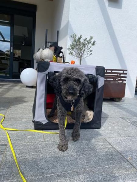 Rozi, freundliche Begleiterin, ca. 5 J.