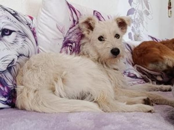 Fritzi sucht ein Für immer Zuhause