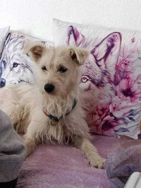 Fritzi sucht ein Für immer Zuhause