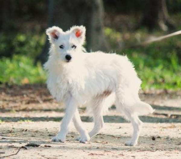 Fritzi sucht ein Für immer Zuhause