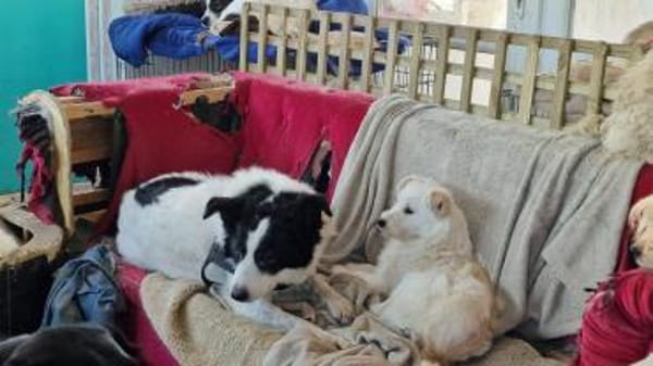 Fritzi sucht ein Für immer Zuhause