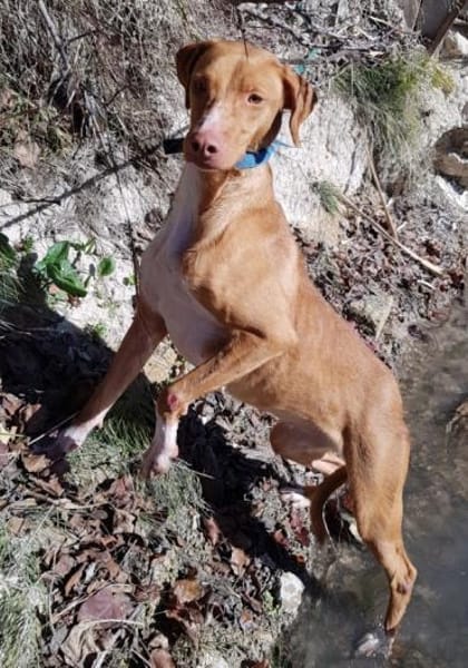 Hanoi sucht ihr Zuhause für Immer