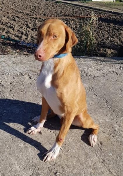 Hanoi sucht ihr Zuhause für Immer