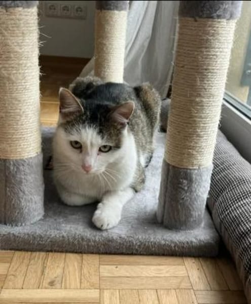 Jonny Stattlicher Kater sucht  Familie