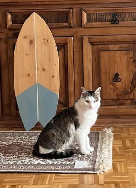 Jonny Stattlicher Kater sucht  Familie