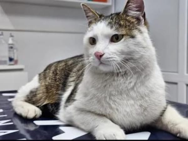 Jonny Stattlicher Kater sucht  Familie