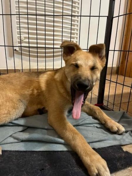 Bruno, lebhafter Huskymischling, ca.6 M.