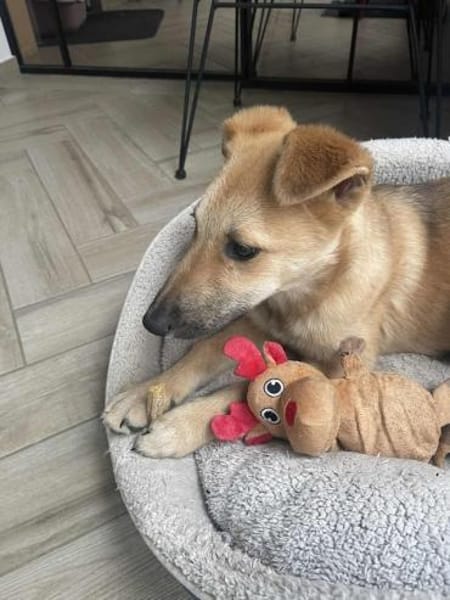 Bruno, lebhafter Huskymischling, ca.6 M.