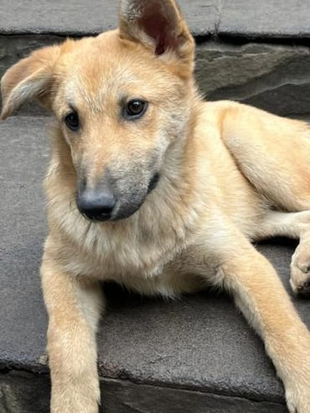 Bruno, lebhafter Huskymischling, ca.6 M.