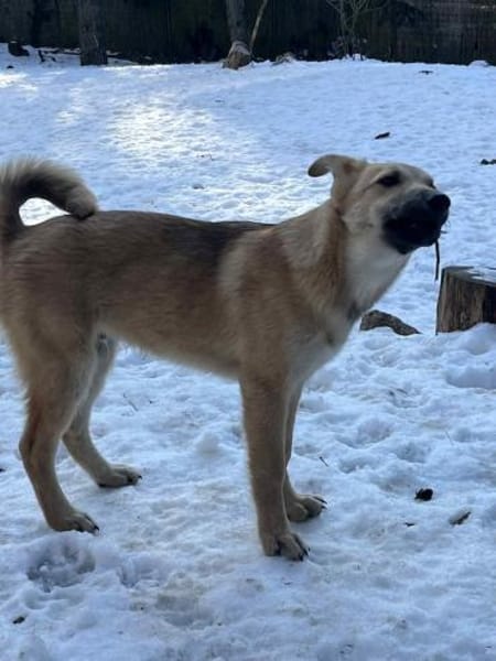 Bruno, lebhafter Huskymischling, ca.6 M.