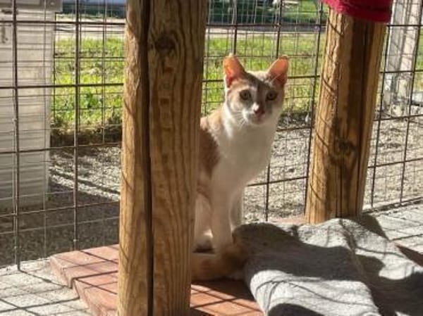 Caffè, roter Wirbelwind, ca. 2 Jahre