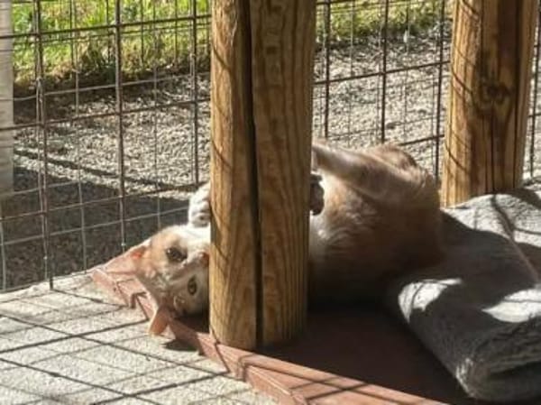 Caffè, roter Wirbelwind, ca. 2 Jahre