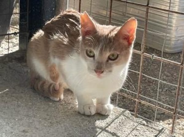 Caffè, roter Wirbelwind, ca. 2 Jahre